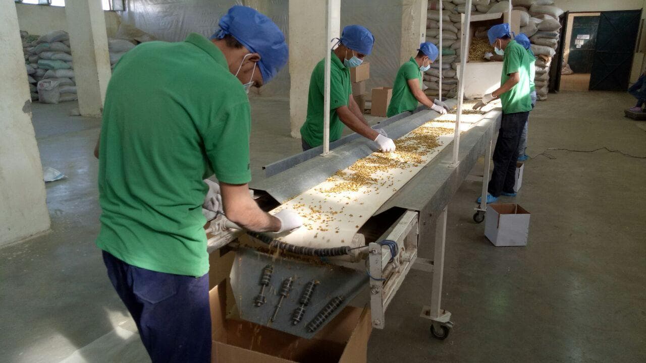 Egyptian farmers hand-harvesting flowers in Faiyum